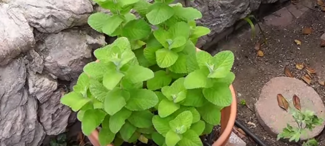 7 Advantages and Disadvantages of Mint Leaves