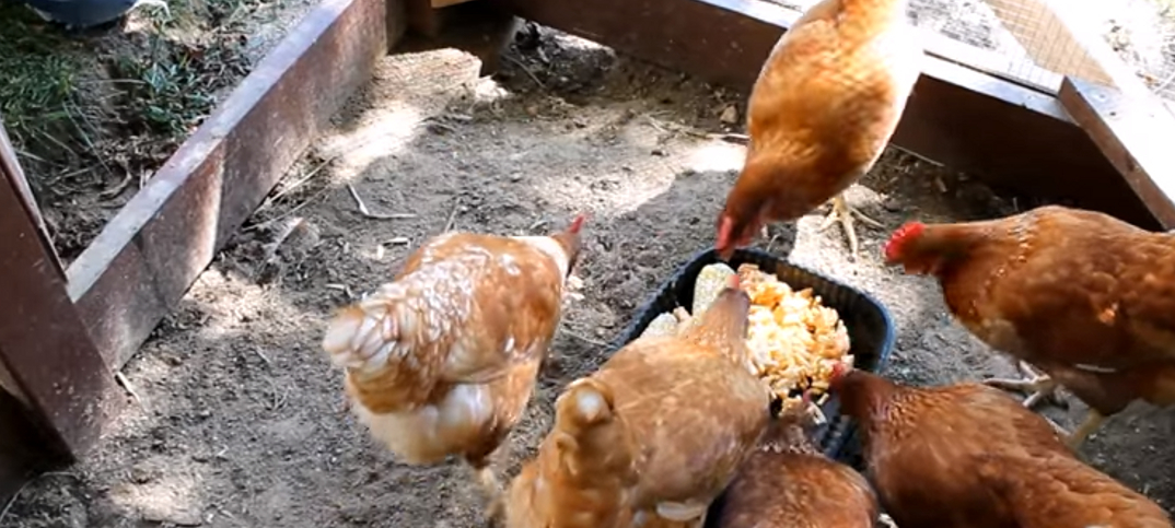 poultry farming essay