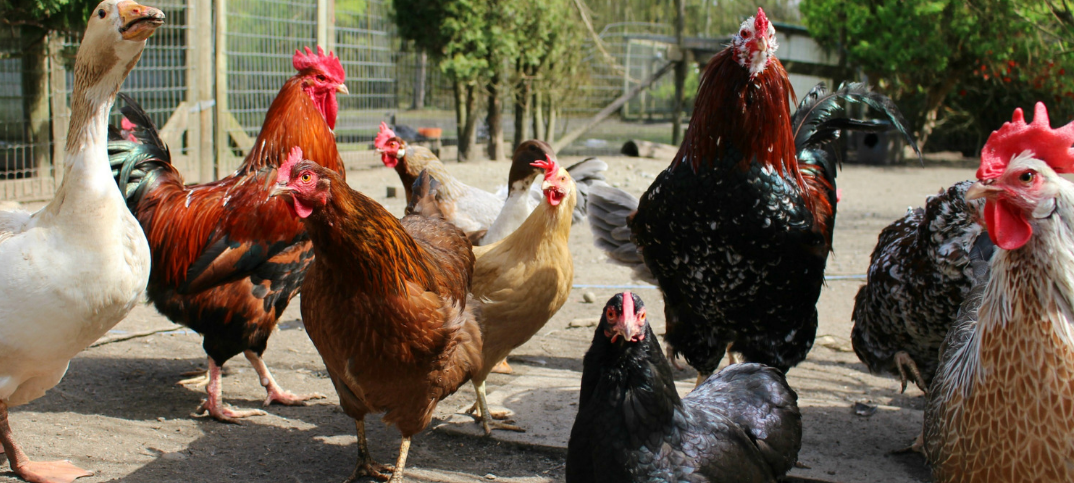 19 Advantages And Disadvantages Of Poultry Farming Connectus