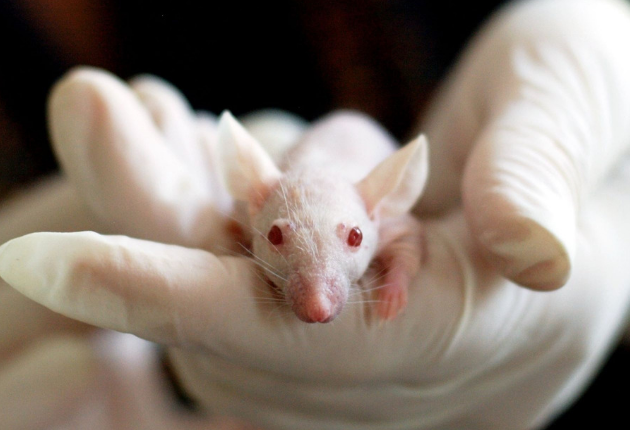 The Truth About Animal Testing Blog