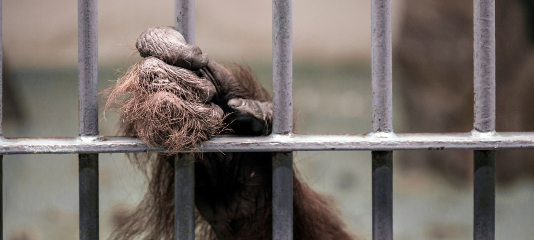 animal captivity in zoos