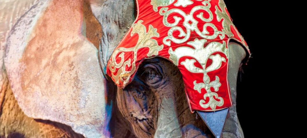 Pros and Cons of Animals in Circuses