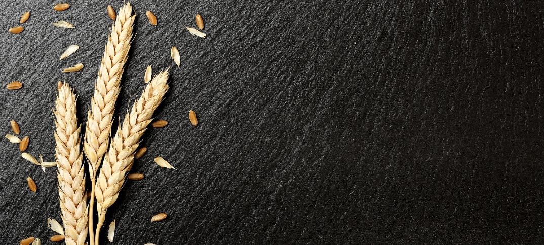 John 12 24 Meaning Of Unless A Seed Falls To The Ground And Dies 