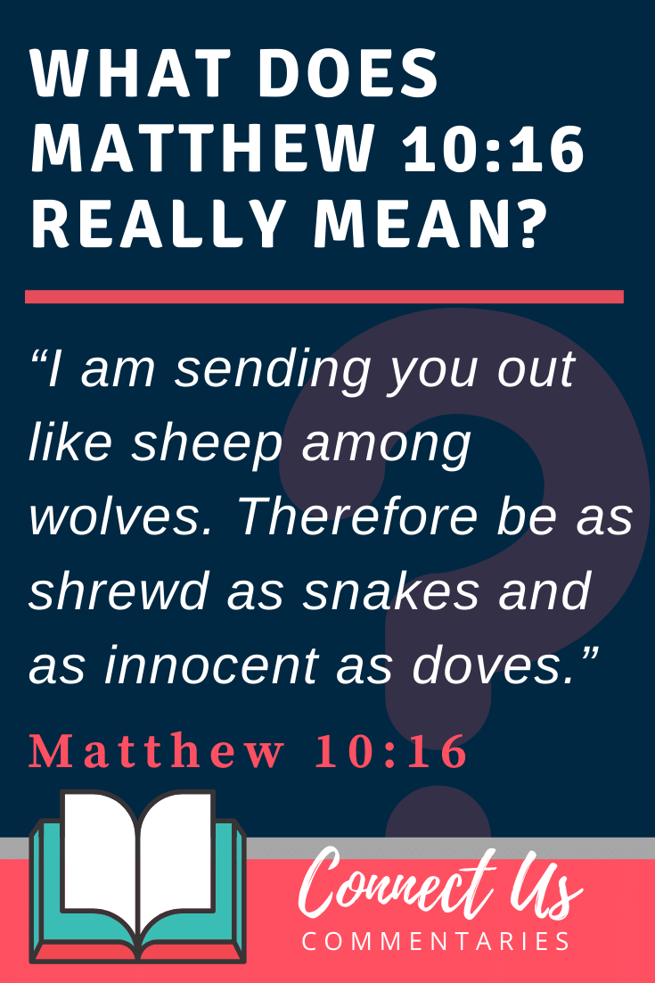 Matthew 10 16 Meaning Of Sheep Among Wolves ConnectUS