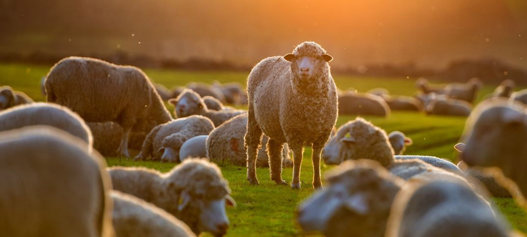 Matthew 10 16 Meaning Of Sheep Among Wolves ConnectUS