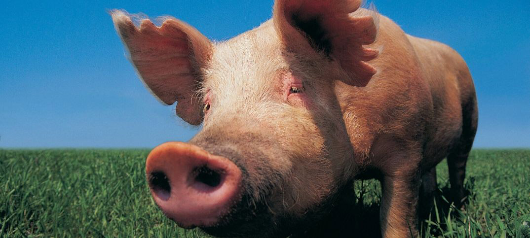 Proverbs 11 22 Meaning Of A Gold Ring In A Pig s Snout ConnectUS