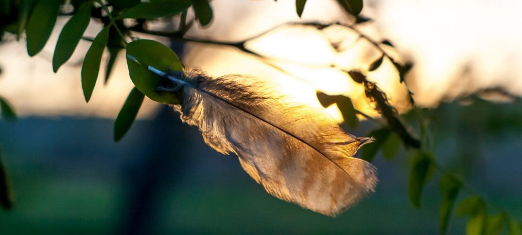 Psalm 91 4 Meaning Of Under His Wings ConnectUS