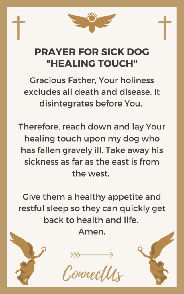 15-powerful-prayers-for-sick-dog-connectus