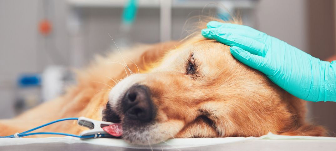 15 Powerful Prayers For Sick Dog Connectus
