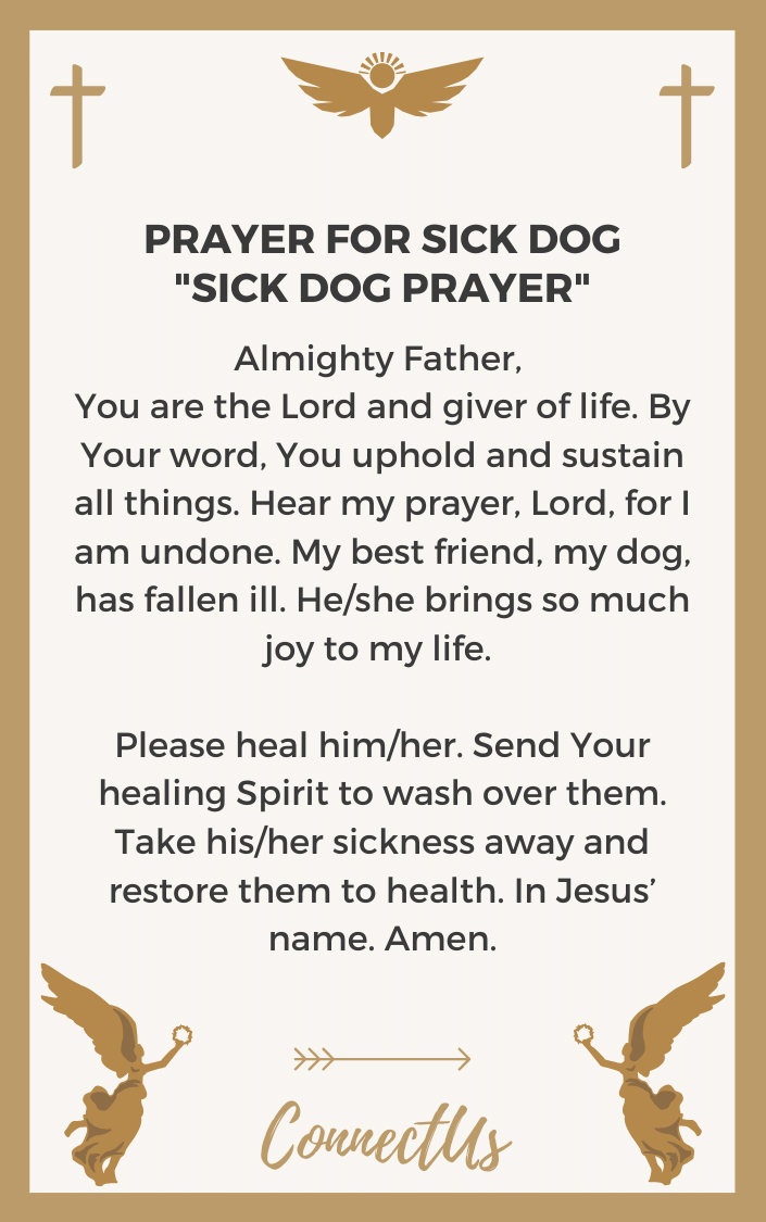15 Powerful Prayers for Sick Dog – ConnectUS