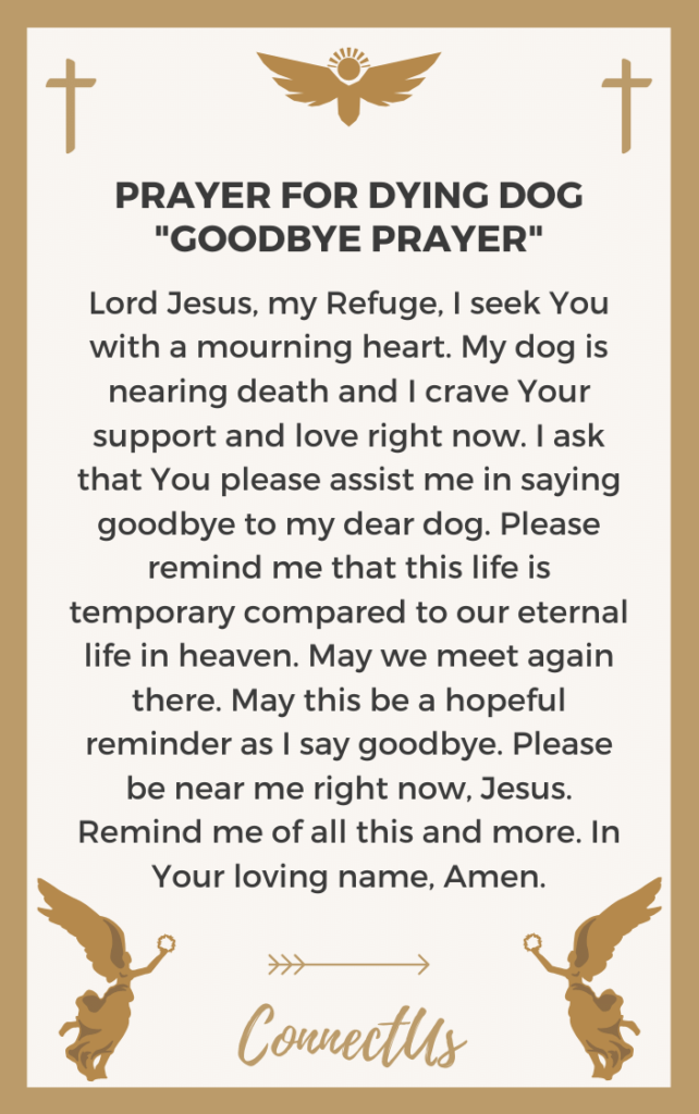 10 Powerful Prayers For Dying Dog Connectus