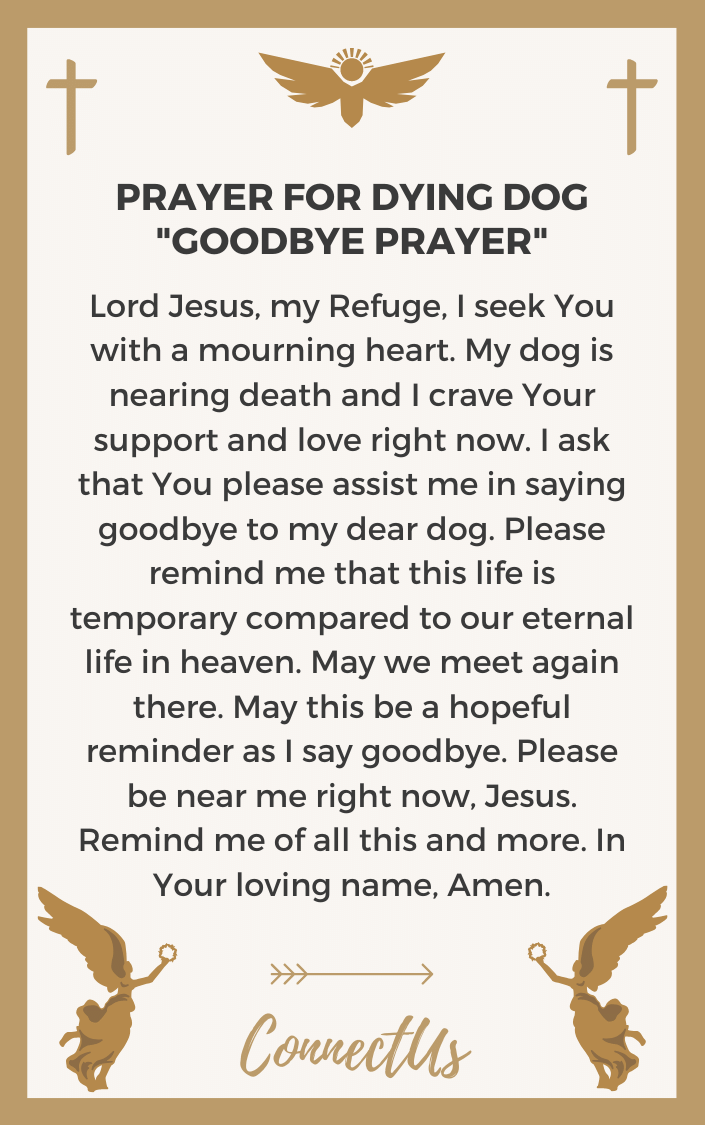 a dogs prayer good buy for when a dog dies