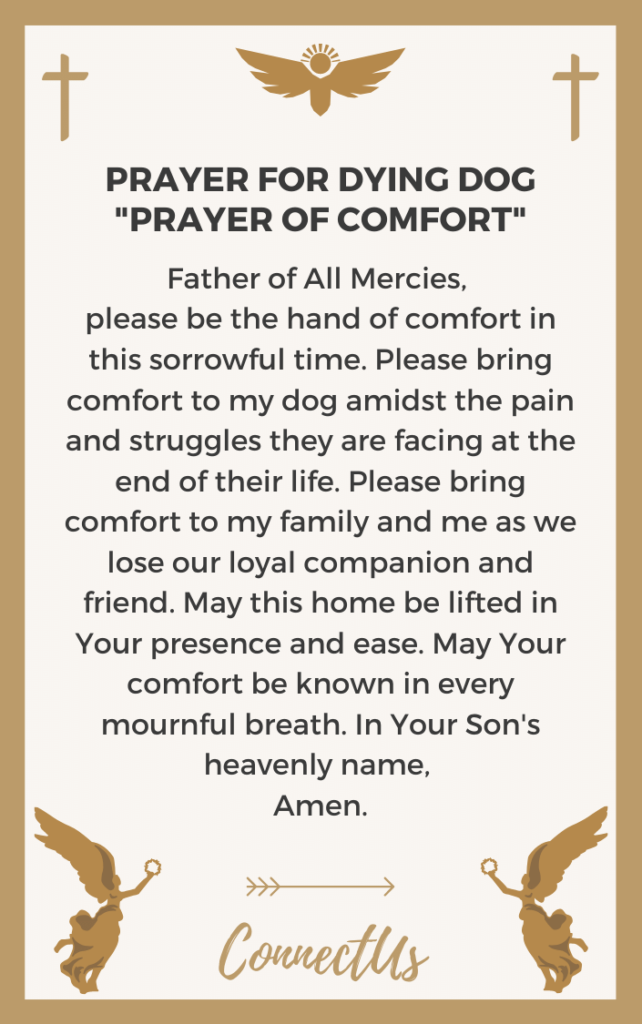 10 Powerful Prayers for Dying Dog ConnectUS
