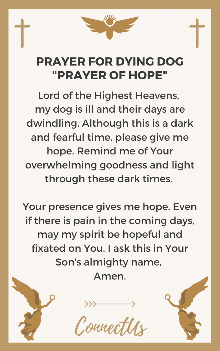 10 Powerful Prayers for Dying Dog – ConnectUS