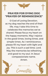 10 Powerful Prayers for Dying Dog – ConnectUS