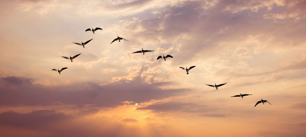 Matthew 6 26 Meaning Of Look At The Birds Of The Air ConnectUS